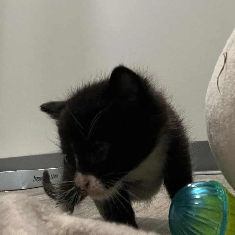 A baby small-sized male Domestic Short Hair cat named Oliver for adoption in Richmond Hill, GA