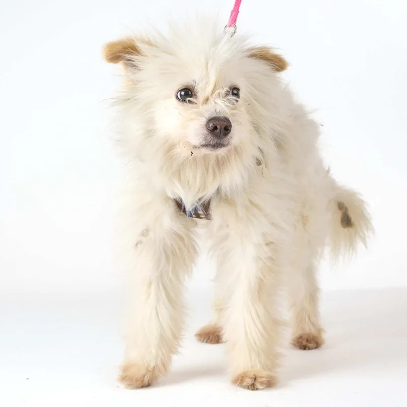 A senior small-sized male White / Cream Maltese dog named Carlito for adoption in San Francisco, CA
