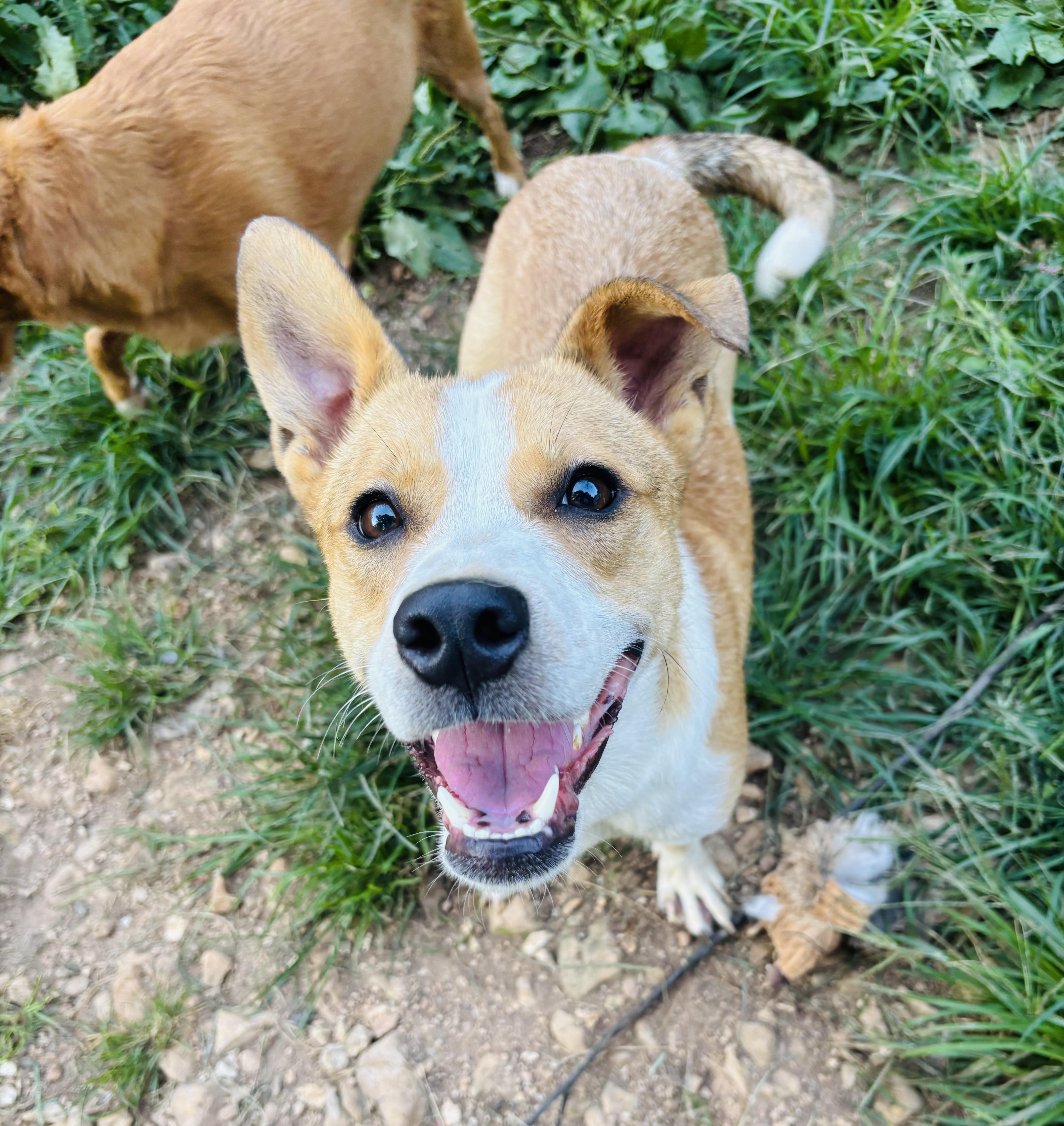 An adult medium-sized male Apricot / Beige Mixed Breed dog named Dakota for adoption in Rogers, AR