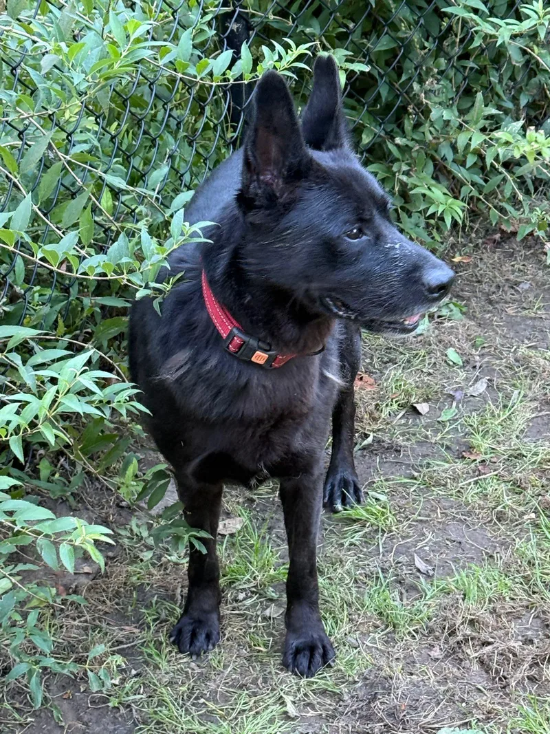 An adult medium-sized male Black Australian Kelpie dog named Ares for adoption in Old Westbury, NY