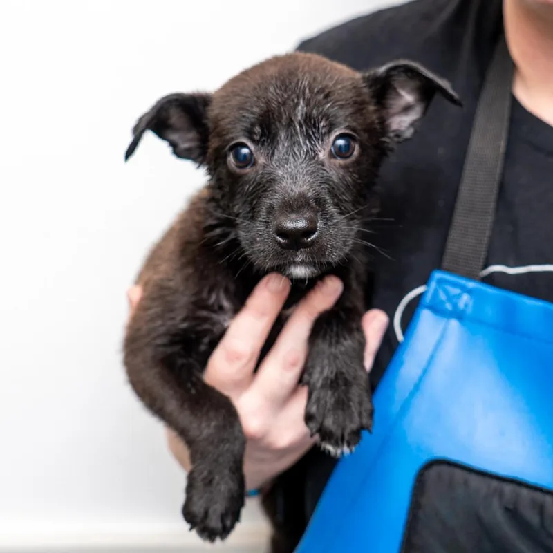 A baby medium-sized female Black Mixed Breed dog named Pyjama for adoption in New York, NY