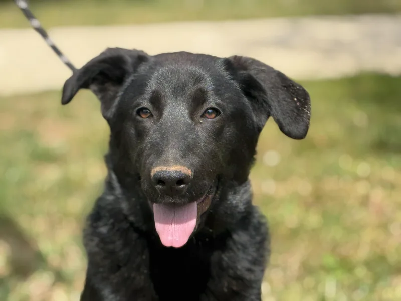 A young large-sized female Black Labrador Retriever dog named Isley for adoption in Meherrin, VA
