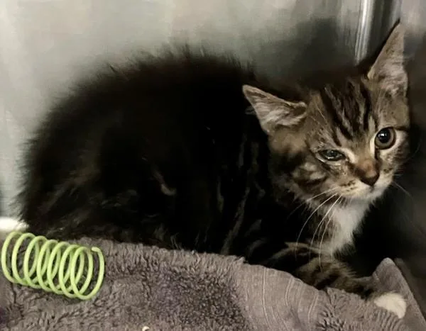 A baby small-sized female Domestic Short Hair cat named Ramen for adoption in Staten Island, NY