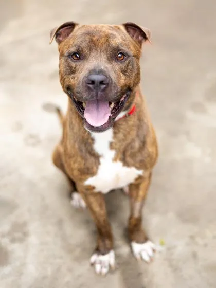 An adult large-sized male Mixed Breed dog named Pal for adoption in Chamblee, GA