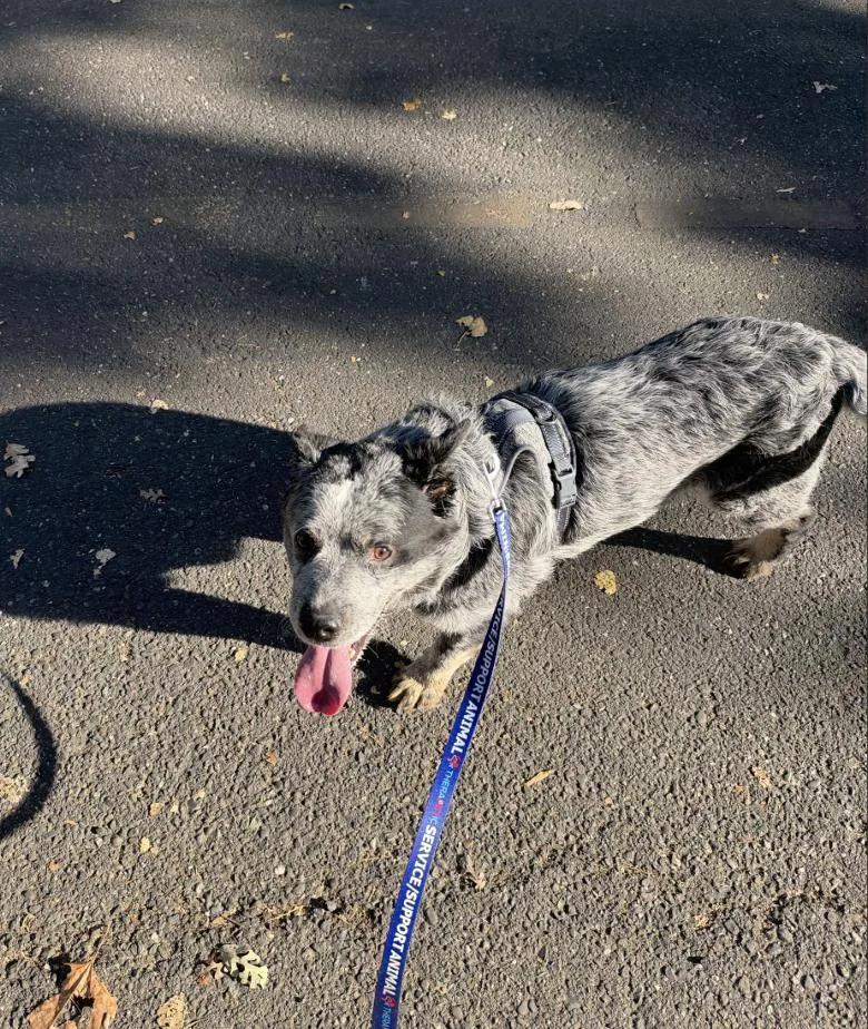 A young medium-sized male Cattle Dog dog named Mowgli for adoption in Davis, CA