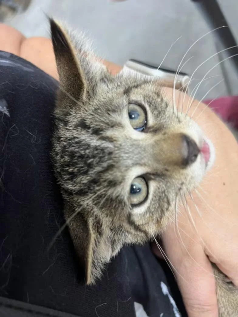 A baby medium-sized female Tabby (Brown / Chocolate) Domestic Short Hair cat named Cinnamon for adoption in Findlay, OH