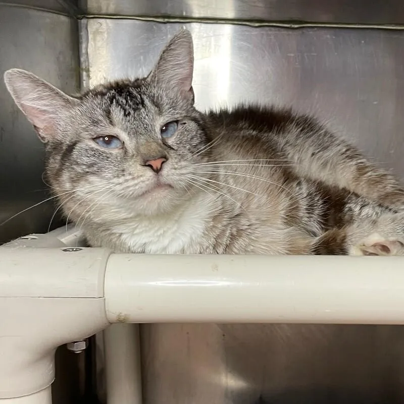 A senior medium-sized female Domestic Short Hair cat named Kiki for adoption in Roanoke, VA