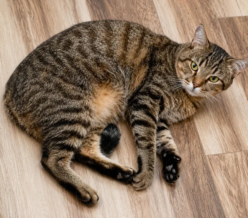 An adult medium-sized male Tabby (Brown / Chocolate) Domestic Short Hair cat named Jack for adoption in Scottsdale, AZ