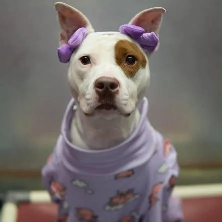 An adult medium-sized female White / Cream American Staffordshire Terrier dog named Trixie for adoption in Pittsburgh, PA