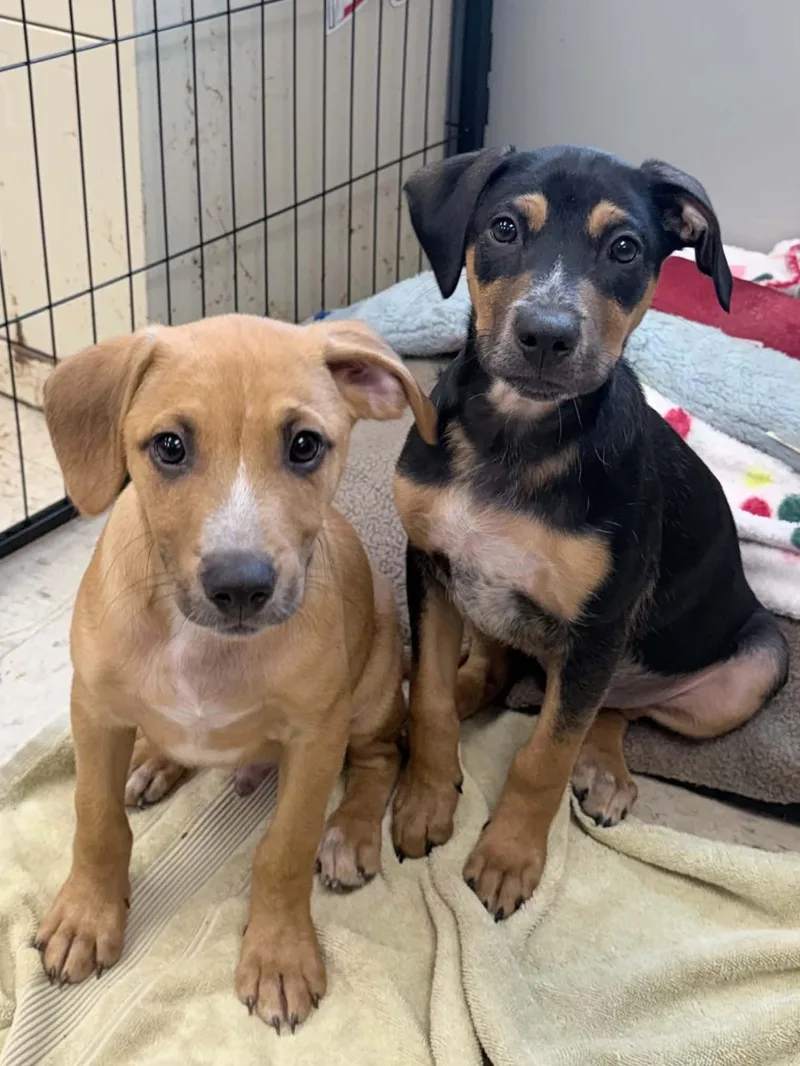 A baby small-sized male Chihuahua dog named Wrangler for adoption in Wapakoneta, OH
