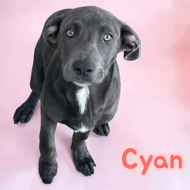 A baby medium-sized female Labrador Retriever dog named Cyan fun for adoption in Chuckey, TN