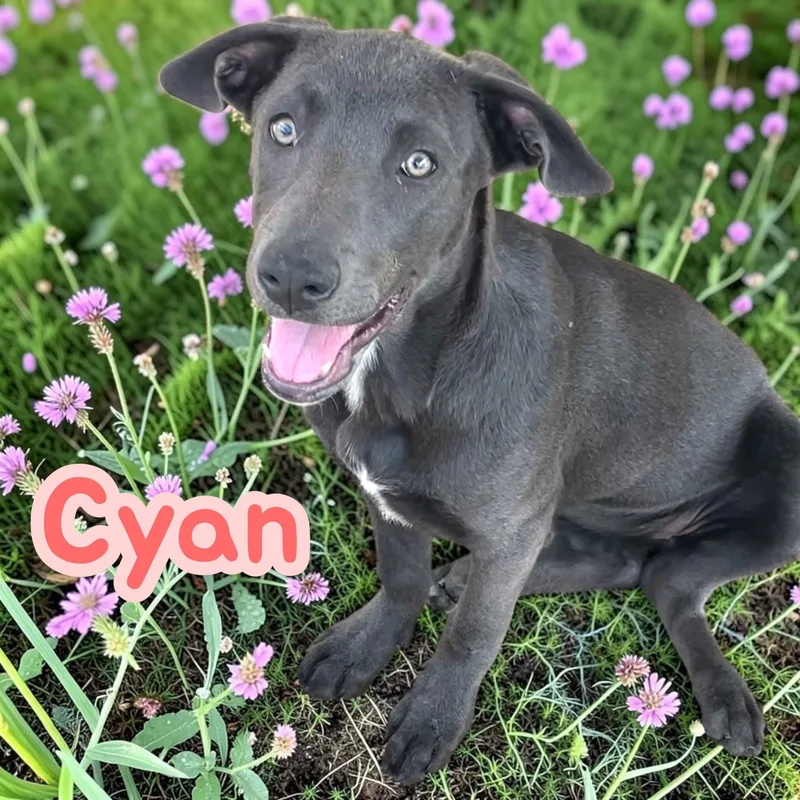Cyan  fun  thumbnail 2