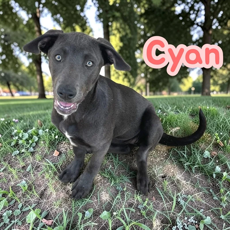 Cyan  fun  thumbnail 3