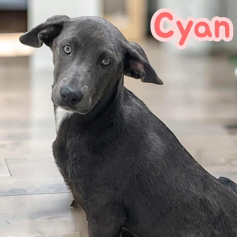 Cyan  fun  thumbnail 4