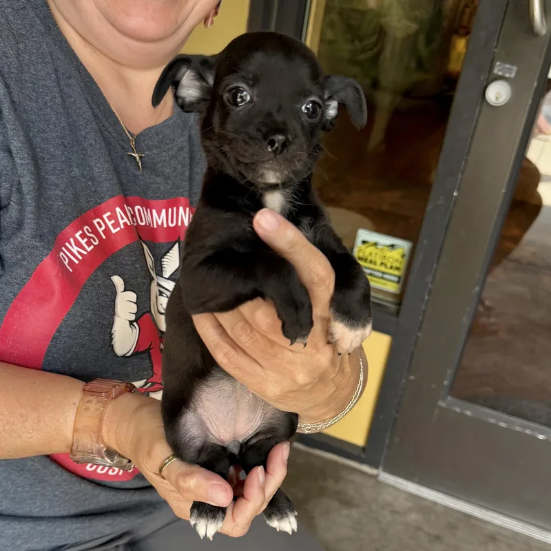 A baby small-sized female Black Chihuahua dog named Sprinkles for adoption in Boulder, CO