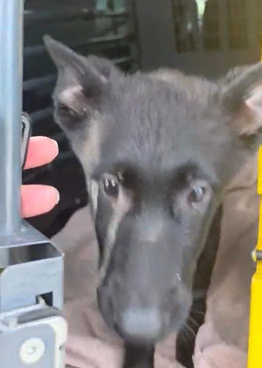 Peppercorn thumbnail 5