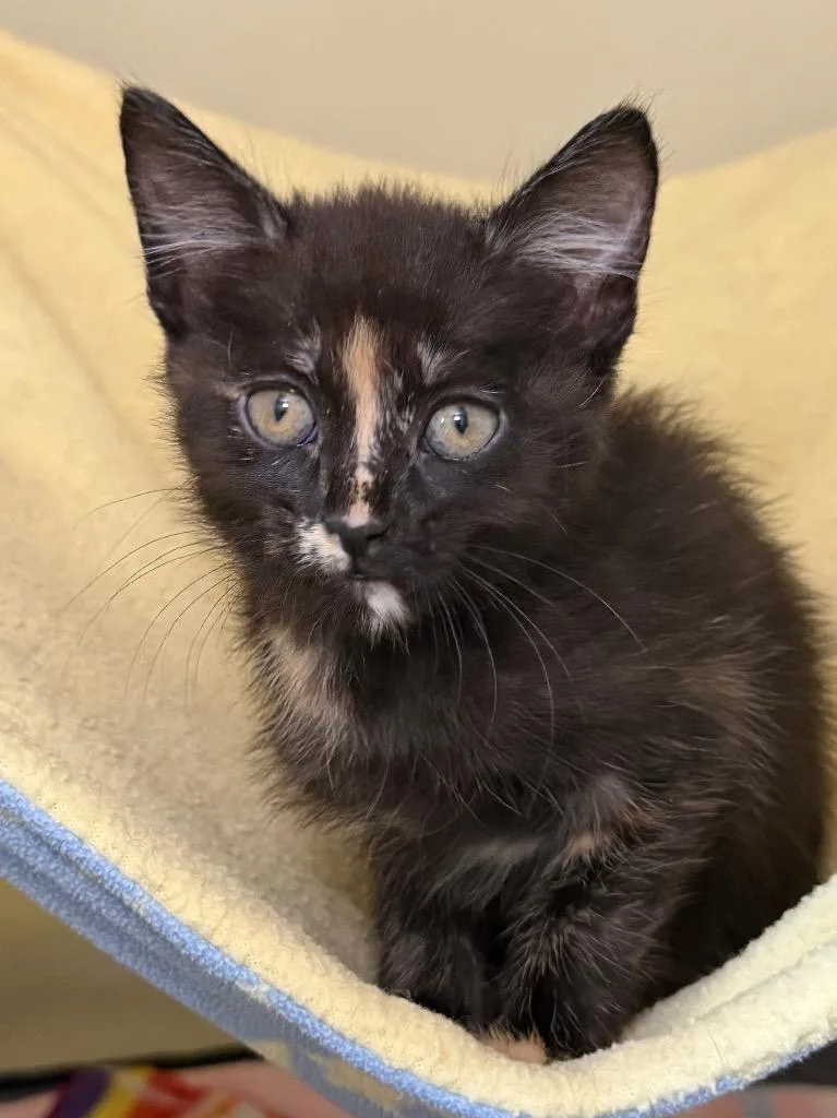 A baby medium-sized female Domestic Short Hair cat named Highlighter for adoption in Menomonie, WI
