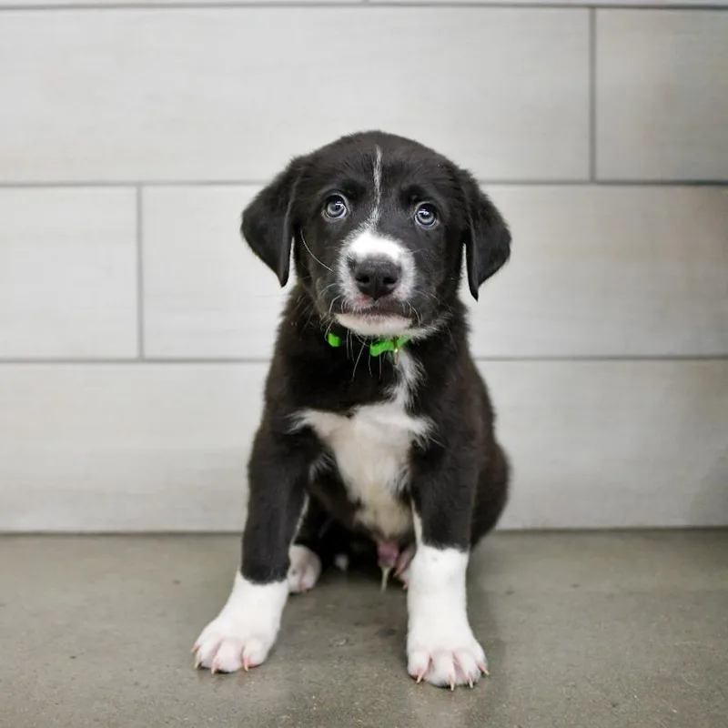 A baby small-sized male Pit Bull Terrier dog named Americano for adoption in West Jordan, UT