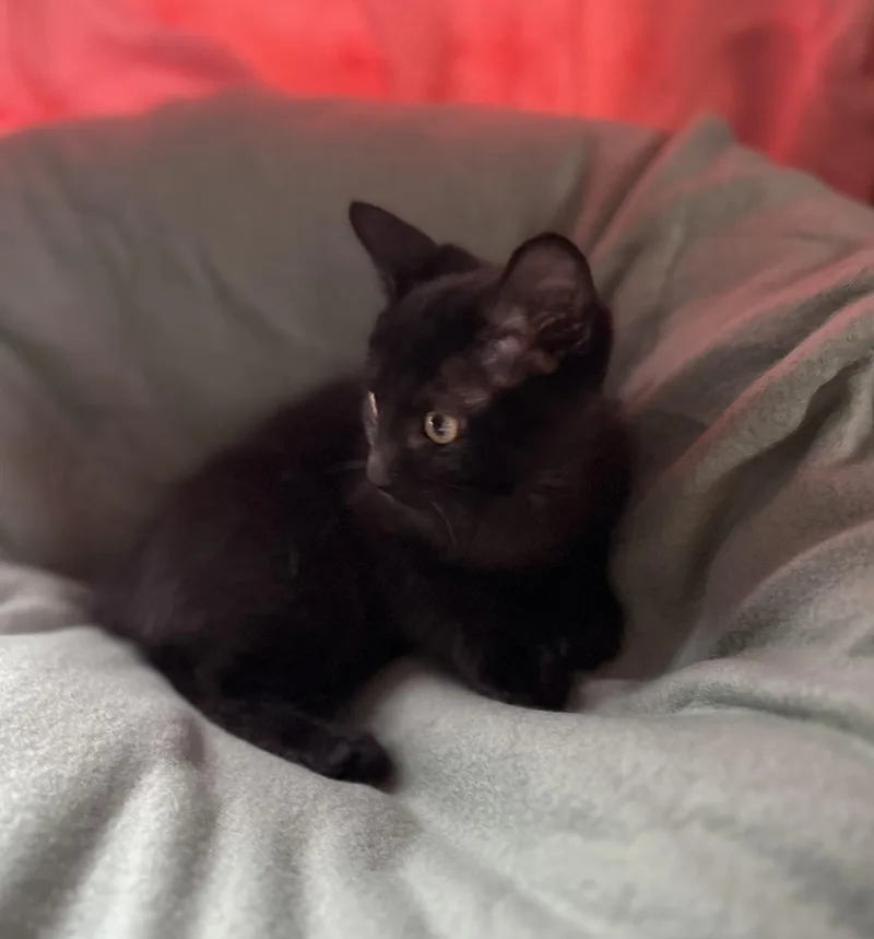 A baby medium-sized female Domestic Short Hair cat named Suzy for adoption in Buffalo, NY