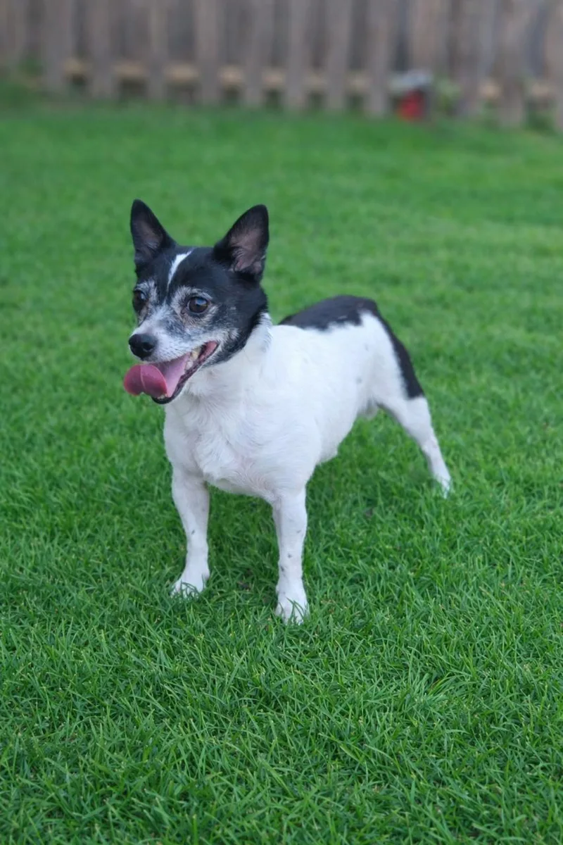 An adult small-sized female Black Rat Terrier dog named Georgia for adoption in Mansfield, TX