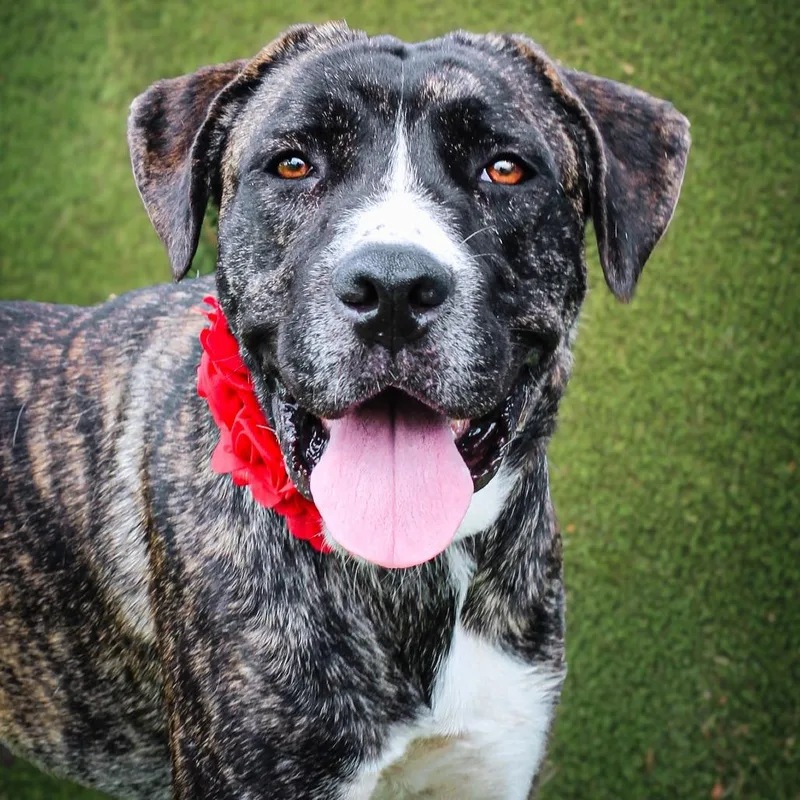 An adult medium-sized female Brown / Chocolate Mixed Breed dog named Louisa for adoption in Lake Jackson, TX