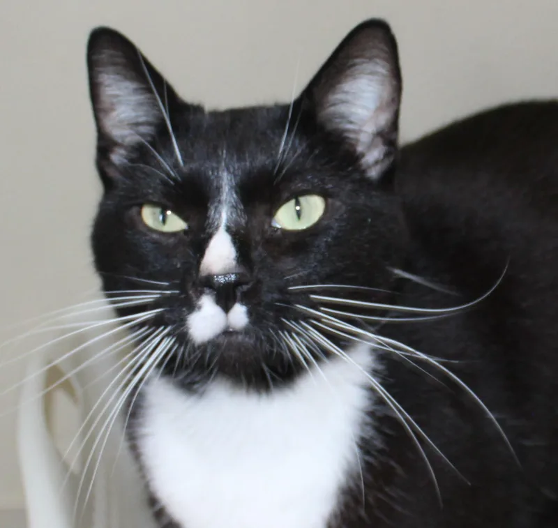An adult medium-sized male Black & White / Tuxedo Domestic Short Hair cat named Honor for adoption in Huron, SD