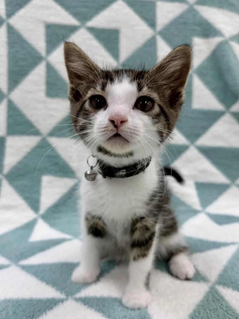 A baby medium-sized male Gray & White Domestic Short Hair cat named Dostoevsky for adoption in Columbus, OH