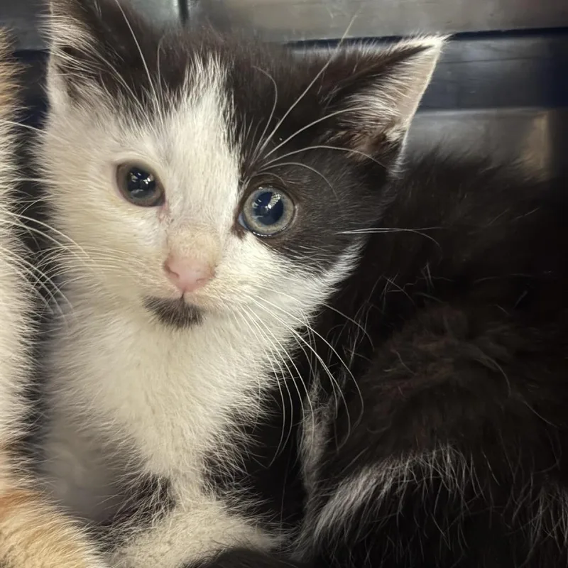 A baby small-sized female Black Domestic Short Hair cat named Holy Cow! for adoption in Johnstown, PA