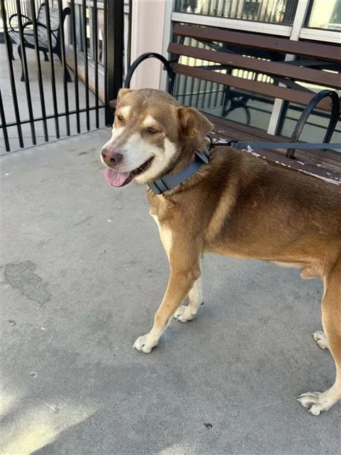 An adult large-sized male Husky dog named Winnie The Pooh for adoption in San Antonio, TX