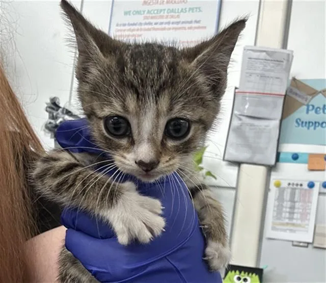A baby medium-sized female Domestic Short Hair cat named Elena for adoption in Dallas, TX