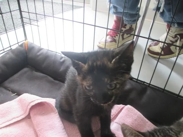 A baby small-sized female Domestic Short Hair cat named Kerry for adoption in Ocala, FL