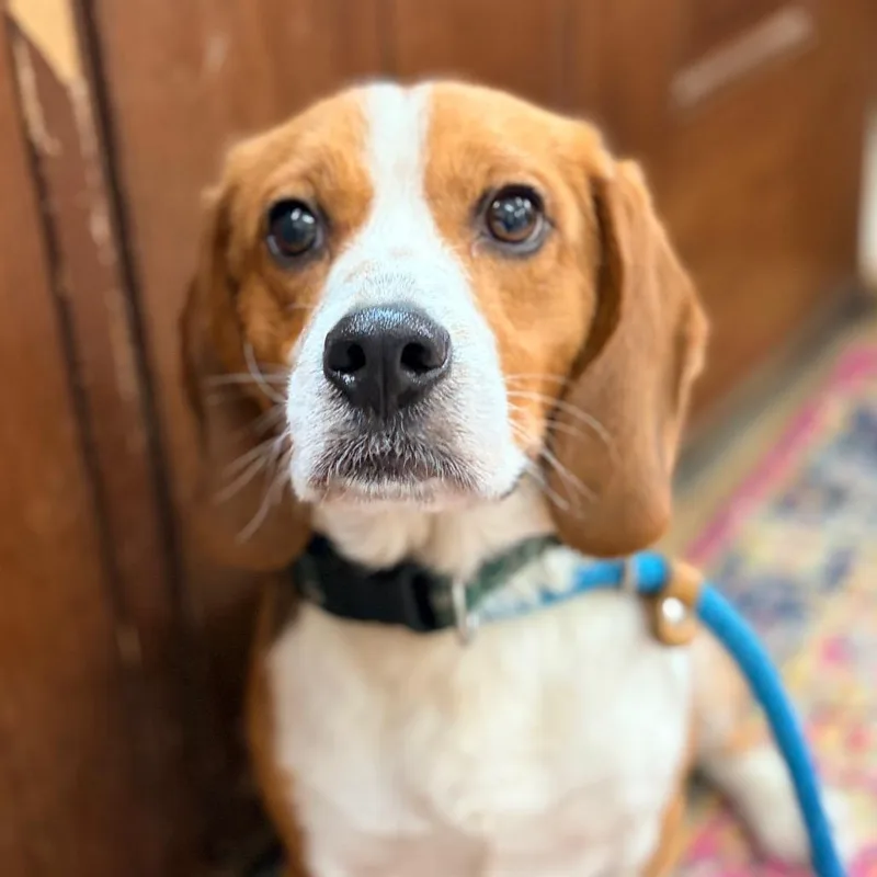 An adult medium-sized male Brown / Chocolate Beagle dog named Broski for adoption in Aldie, VA