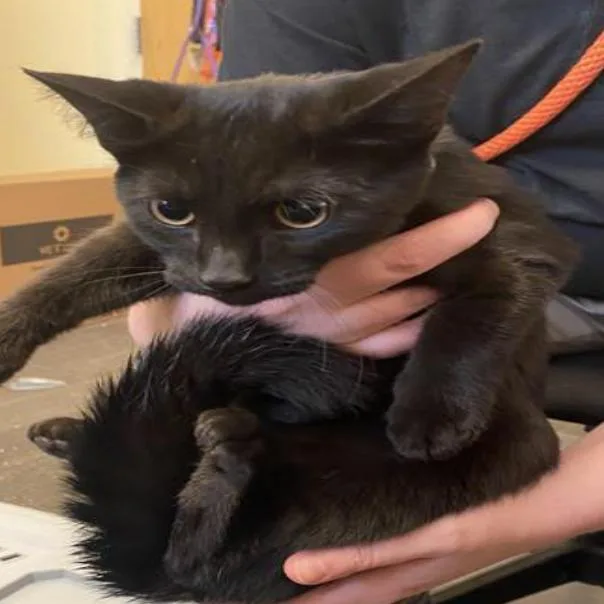 A baby small-sized female Black Domestic Short Hair cat named Wednesday for adoption in Grantsville, UT