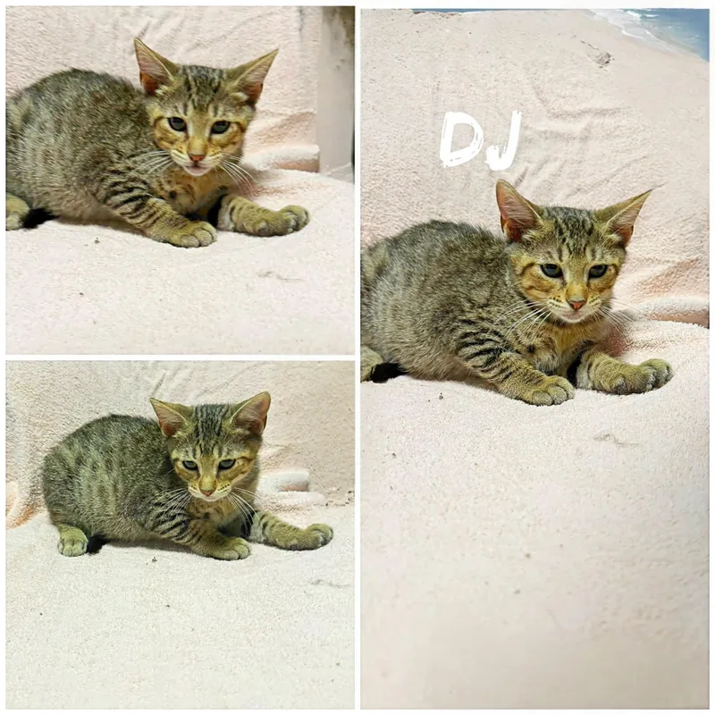 A young medium-sized male Tabby (Buff / Tan / Fawn) Domestic Short Hair cat named Dj for adoption in Saint James, MO