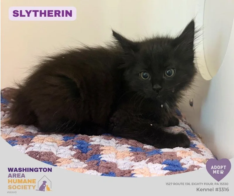 A baby small-sized male Black Domestic Long Hair cat named Slytherin for adoption in Eighty Four, PA