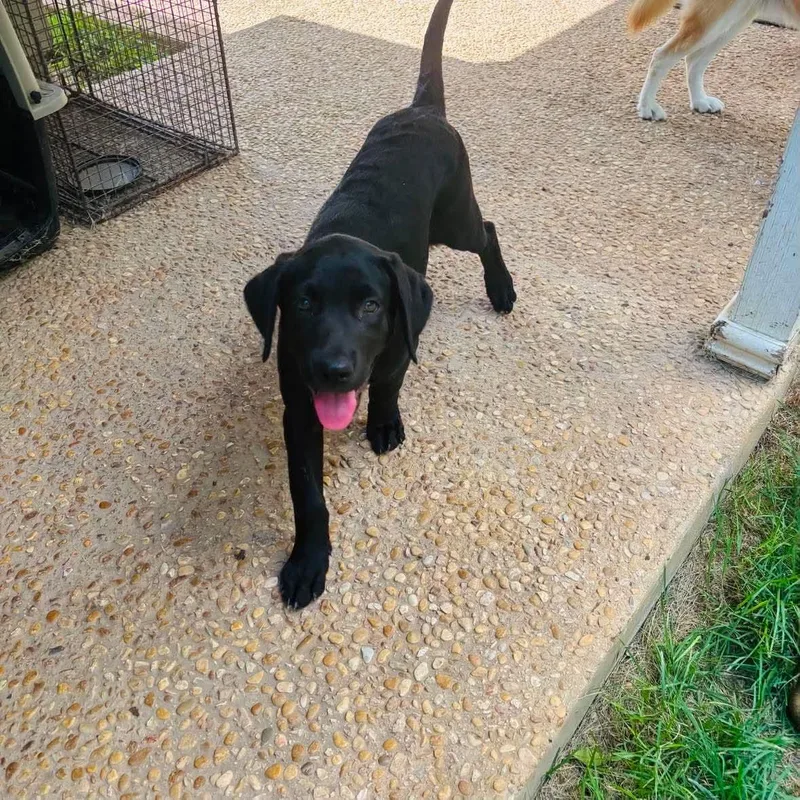 A baby medium-sized female Black Labrador Retriever dog named Baby Katie for adoption in San Antonio, TX