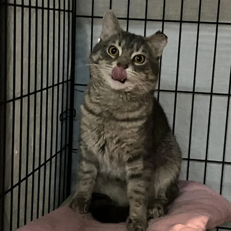 An adult medium-sized male Gray / Blue / Silver Domestic Short Hair cat named Jorts for adoption in St. Paul, MN