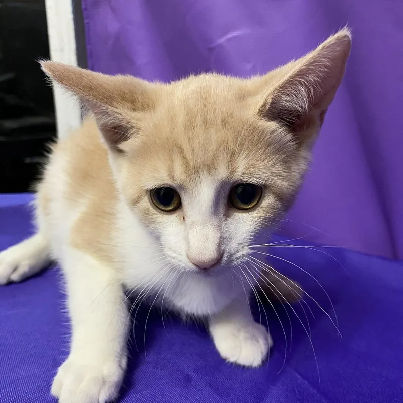 A baby small-sized female White Domestic Short Hair cat named Laces for adoption in North Myrtle Beach, SC