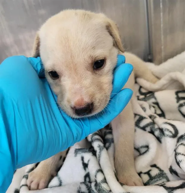 A baby small-sized female Labrador Retriever dog named Peanut for adoption in San Antonio, TX