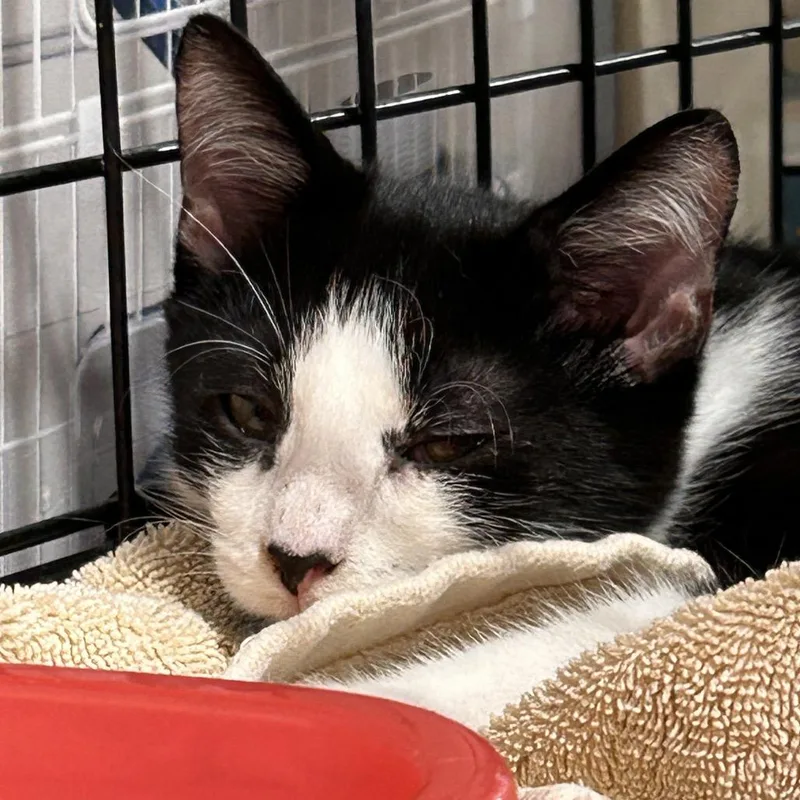 A baby small-sized male Black Domestic Short Hair cat named Panda for adoption in Fayetteville, GA