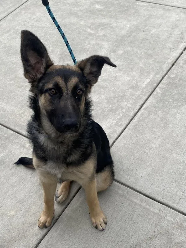 A young medium-sized female German Shepherd Dog dog named Marigold for adoption in Monterey, CA