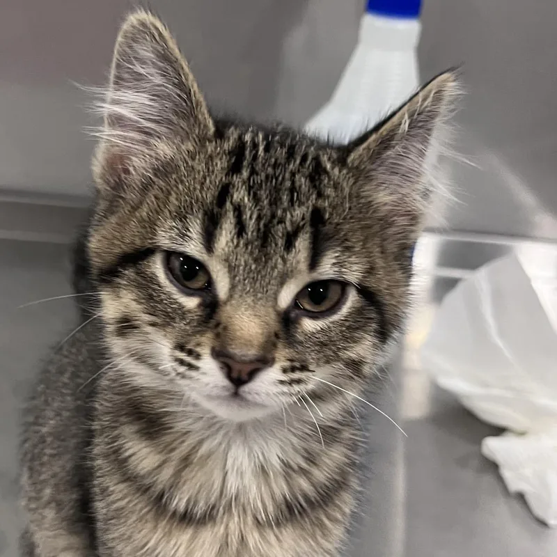 A baby small-sized male Brown / Chocolate Domestic Short Hair cat named Cowabunga for adoption in Washburn, MO
