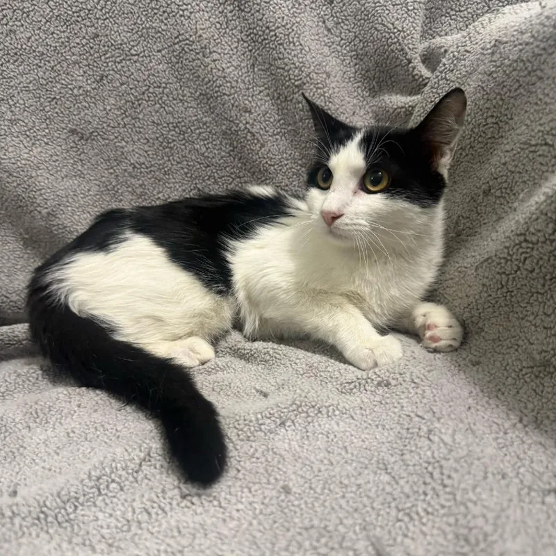 A young small-sized female Black Domestic Short Hair cat named Wedge for adoption in Brea, CA