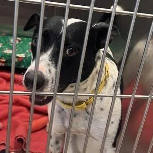 An adult medium-sized female Mixed Breed dog named Lily for adoption in Knoxville, TN