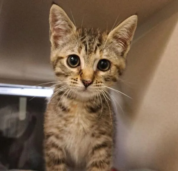 A baby small-sized female Domestic Short Hair cat named Princess Pepperjack for adoption in Oakland, CA