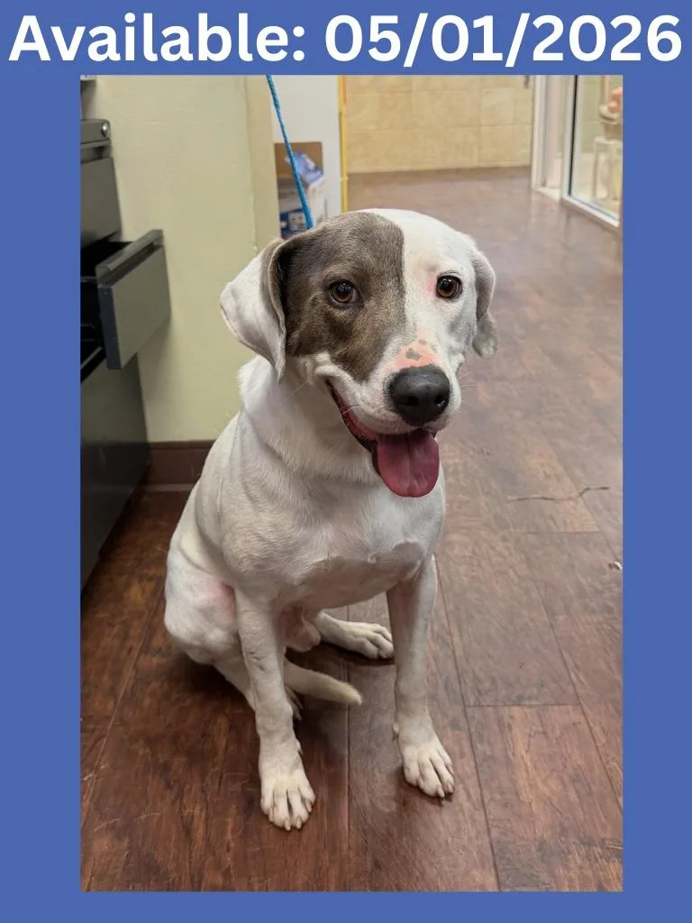 A young large-sized male Labrador Retriever dog named Dog Kennel  Poindexter for adoption in Greenville, TX
