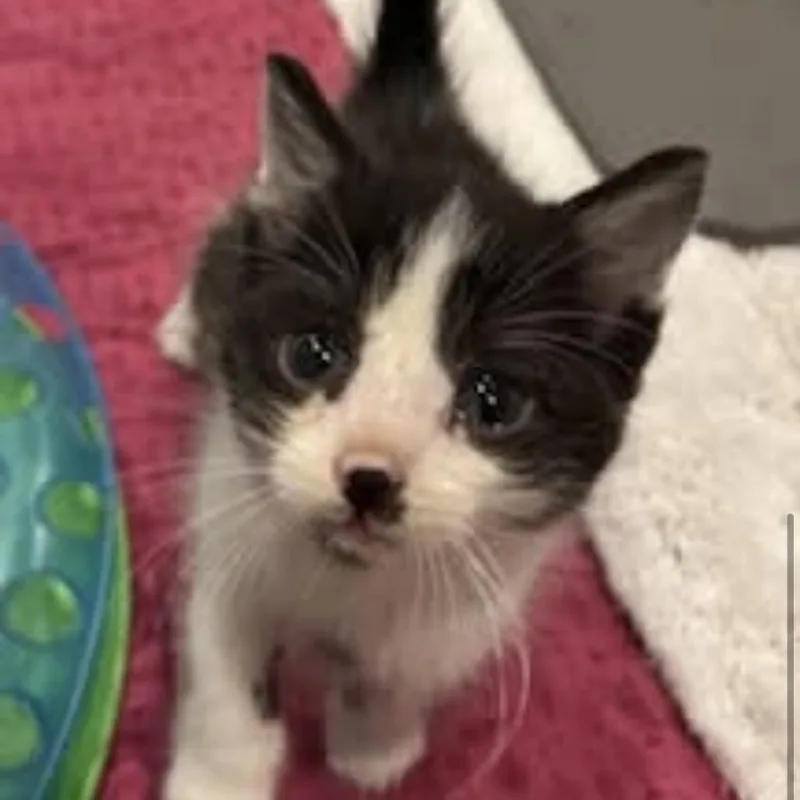 A baby small-sized male Black Domestic Short Hair cat named Fluffy for adoption in Harrisonburg, VA