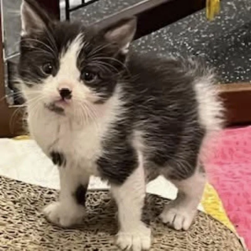 Fluffy thumbnail 2