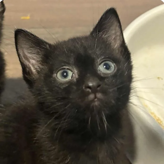 A baby small-sized male Black Domestic Short Hair cat named Lucifur for adoption in North Port, FL