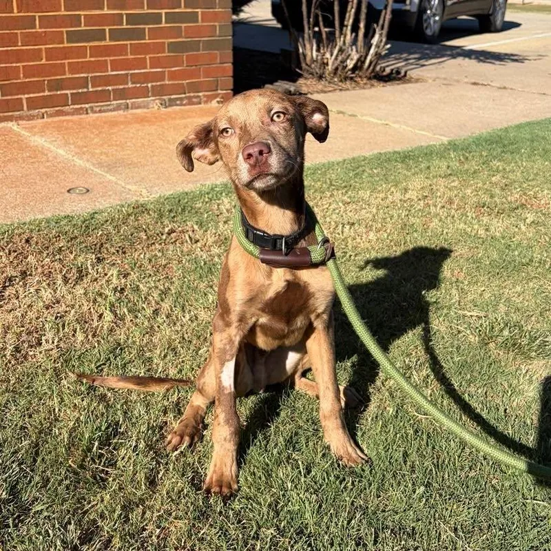 A young medium-sized male Catahoula Leopard Dog dog named Fudge for adoption in Stillwater, OK